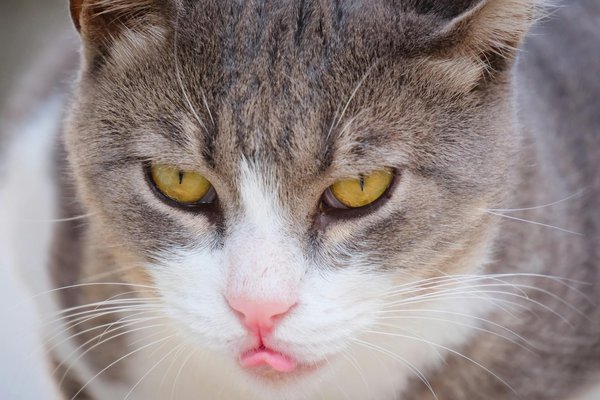 Are Health Guidelines in the UK Adaptable to Personal Lifestyles?