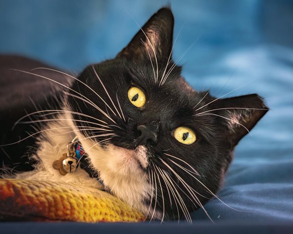 Chic bohemian decoration ideas to elevate your home style